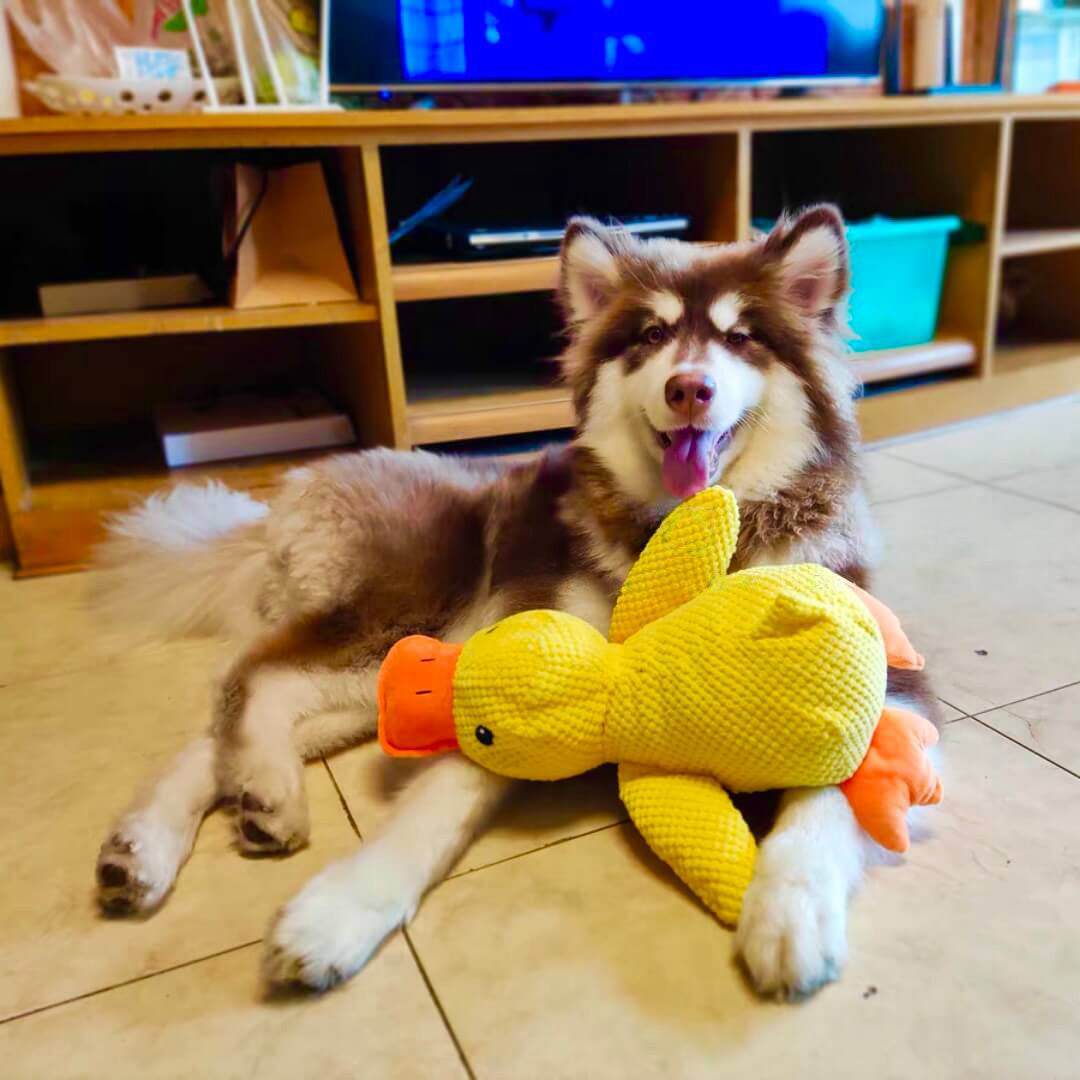 Indestructible Calming Duck -FREE TODAY ONLY