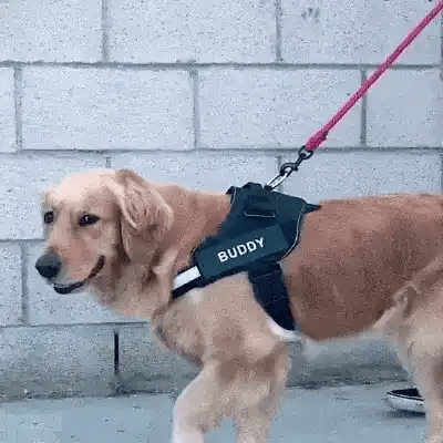No Pull Personalized Breathable Dog Harness - FREE TODAY ONLY - Classy Pet Life