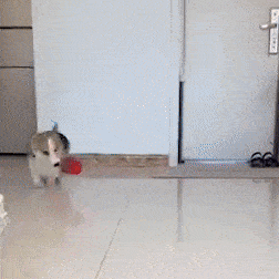 Juguete de Peluche en Movimiento para Mascotas - GRATIS SOLO POR HOY